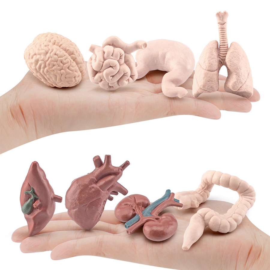Realistic Human Organs Ancient - Kids Toys Egypt avaliação e preço